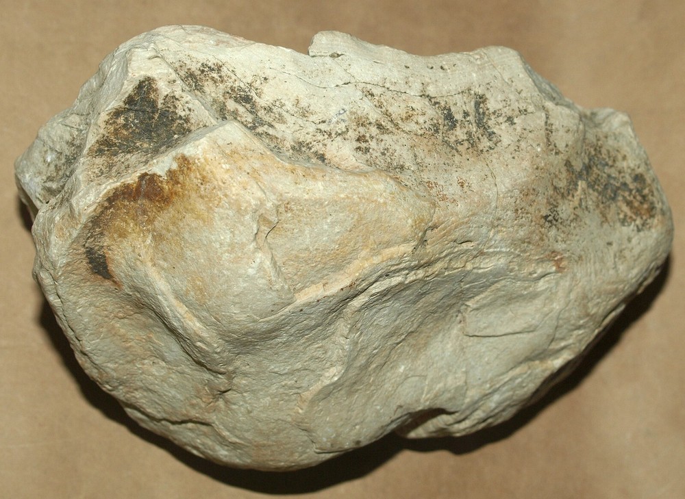 Silurian STROMATOLITE from Estonia