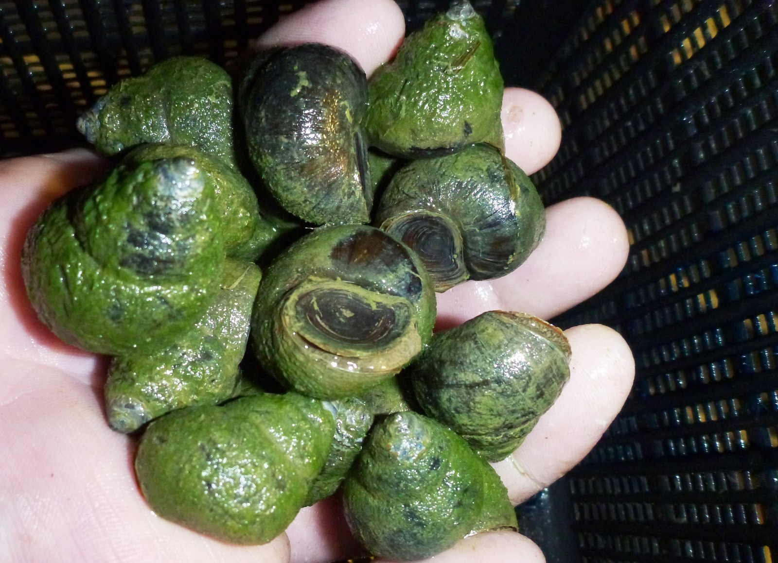 50-Lot Japanese Trapdoor snails algae eaters for koi pond garden pkf