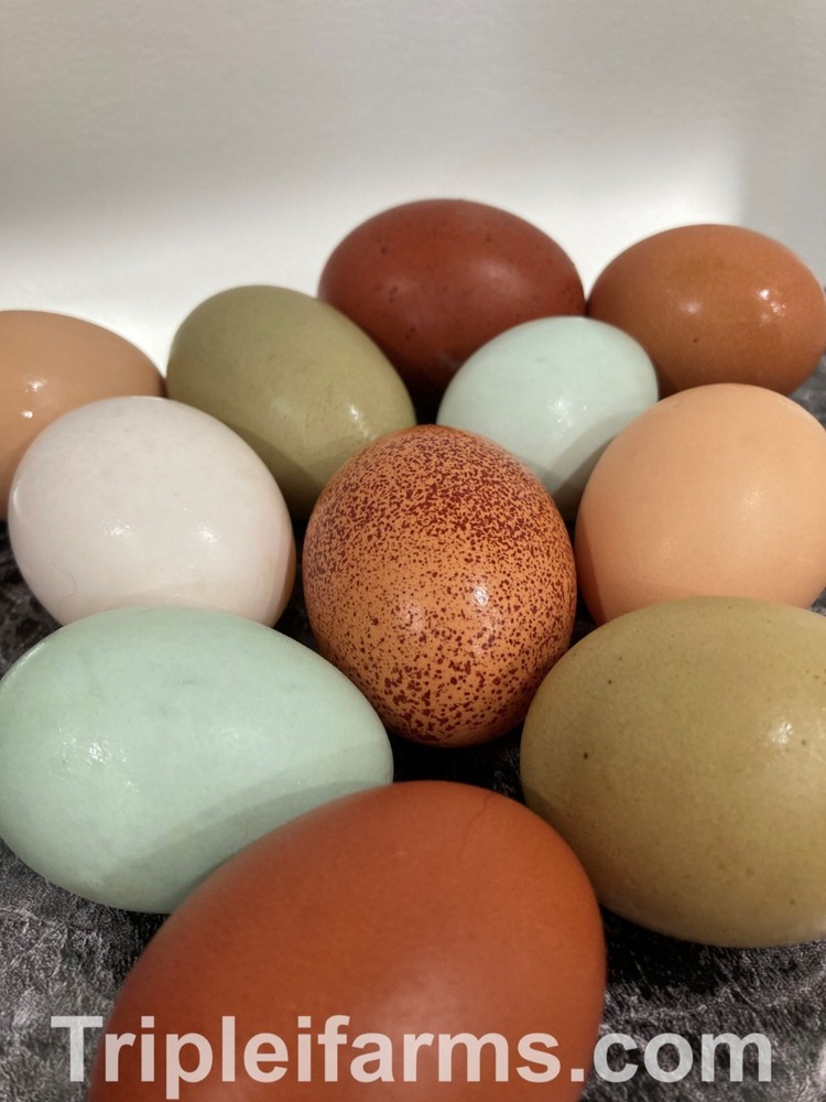 12+ ~ EASTER EGGERS ~COLORED Egg Assortment~ Fertile Chicken Hatching Eggs A++++