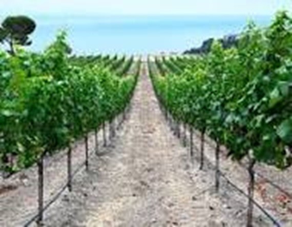 7 Gallons 3/8" Horticultural Pumice Rock Soil Amendment Succulents Cacti Bonsai