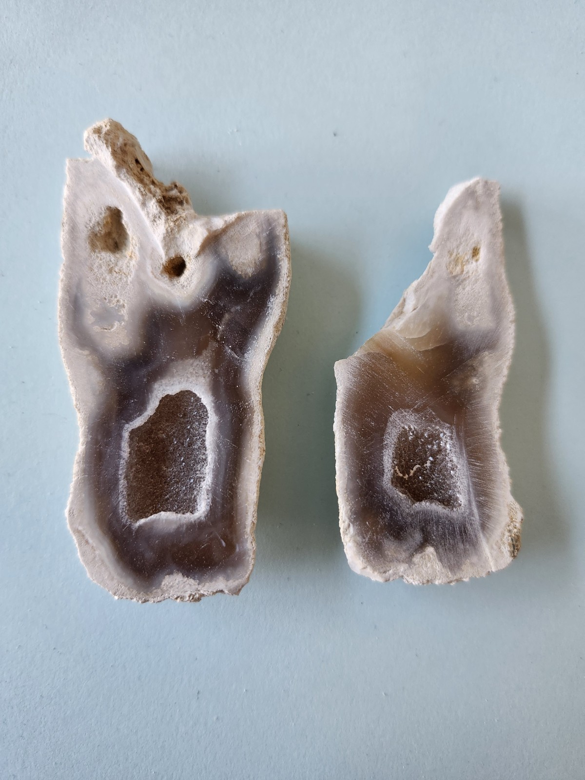 Florida Agatized Coral Fossil Pair, Part polished Chalcedony Druzy Fluorescent!