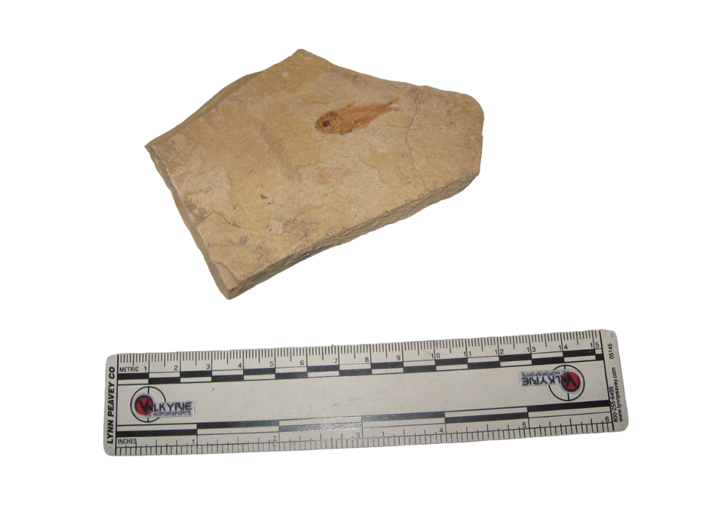 Fish Fossil Knighta Slab (1) Used