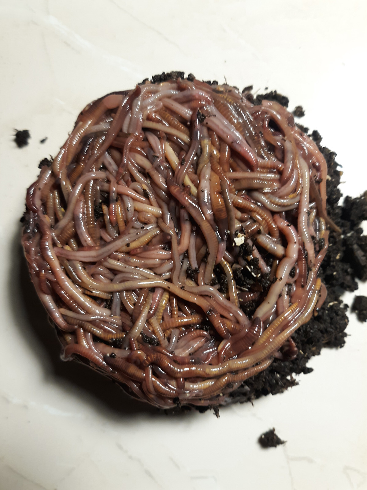 🐛Red Wiggler Compost Worms / Ready Now / Live / Free Shipping🐛