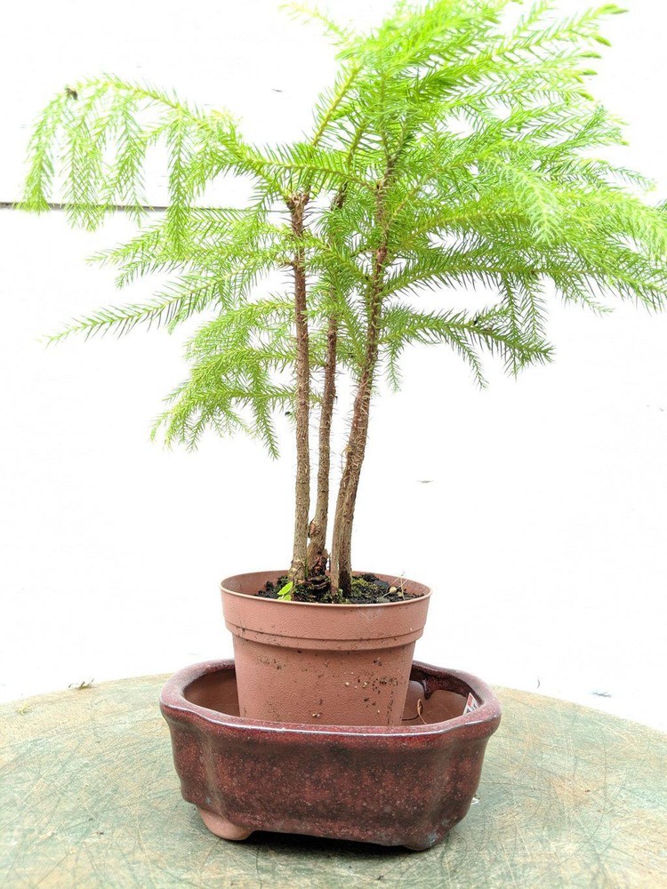 Red Ceramic Bonsai Pot - Rectangle