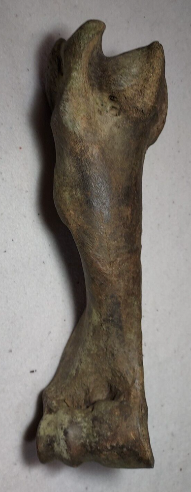 Bison Right Humerus Bone Fossil from Ice Age
