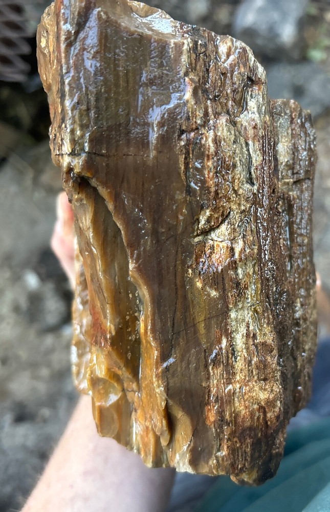 Silver Creek Junction petrified wood