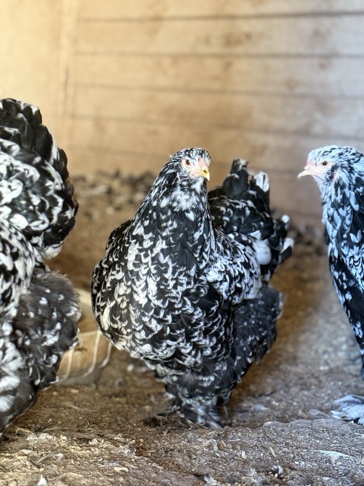 12++ Assorted RARE Color Brahma Hatching Eggs