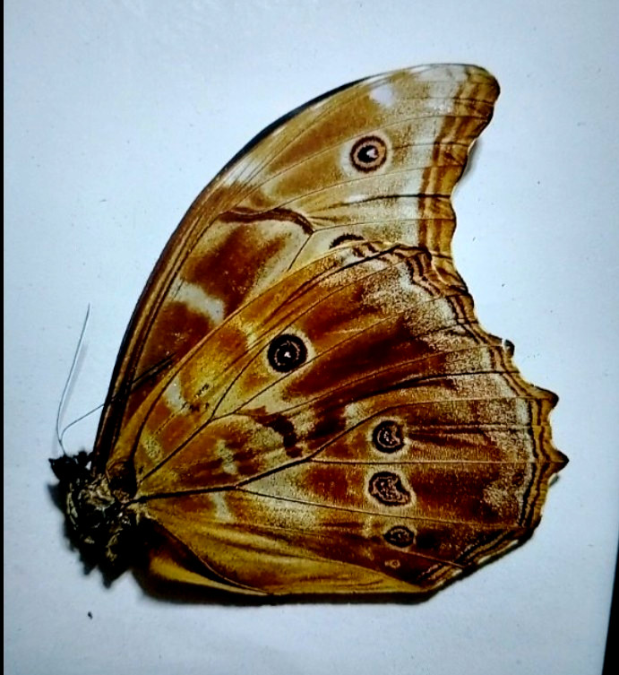 morpho didius male,