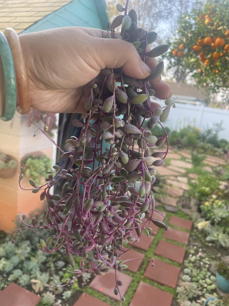 10 Cutting Succulents Ruby Necklace 8”+ ,2-3tip For Each