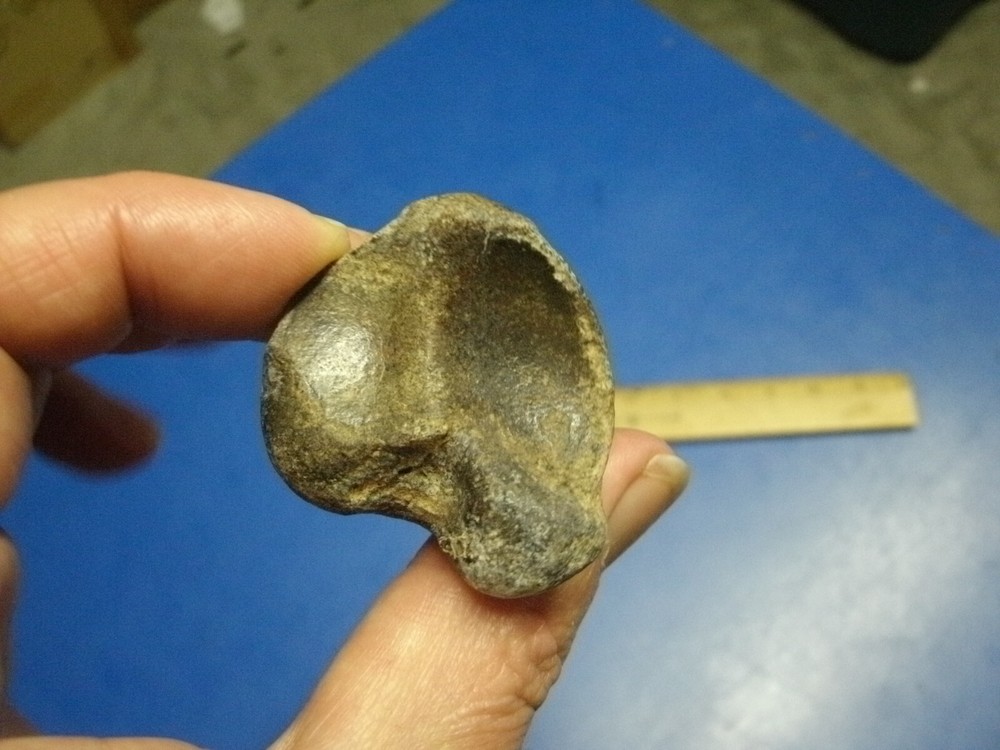 FOSSIL BISON PHALANX FROM GEARY CO KANSAS