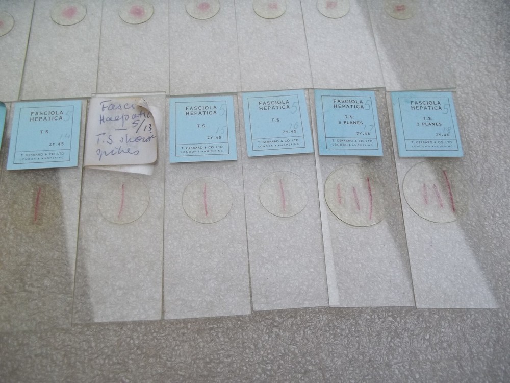 Vintage Glass Microscope Slides -