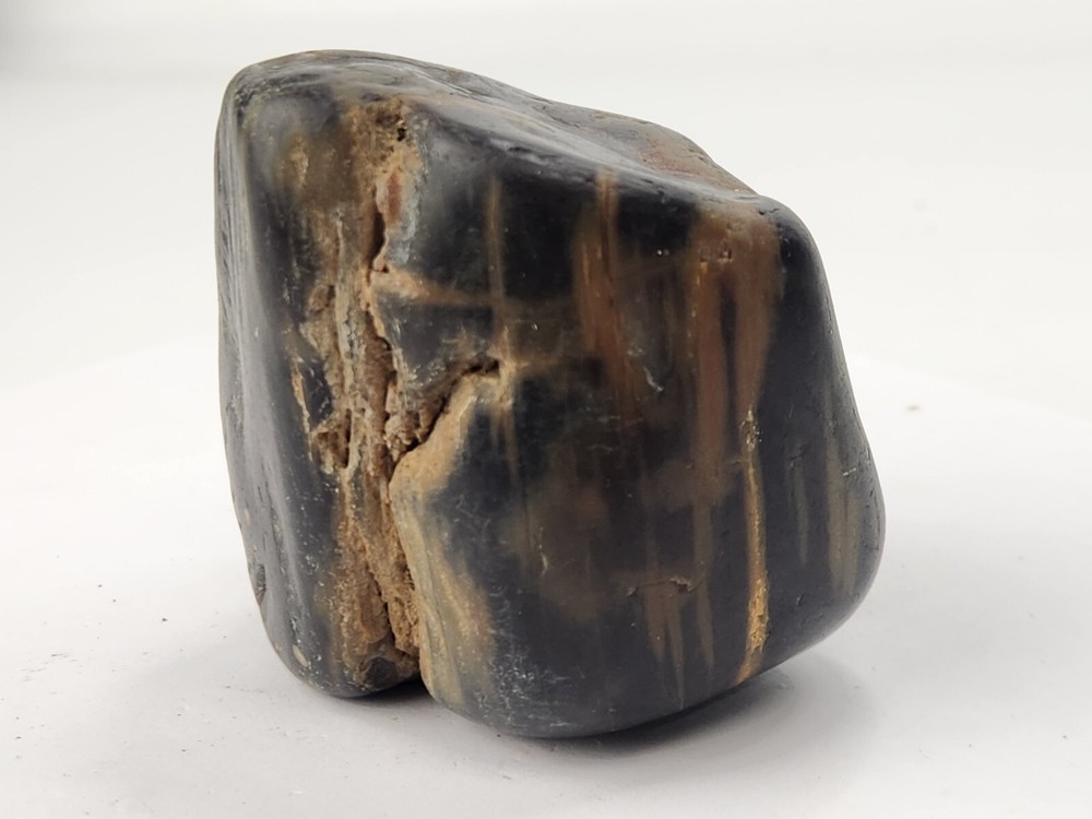 Petrified Wood Section - Unknown Age and Locality