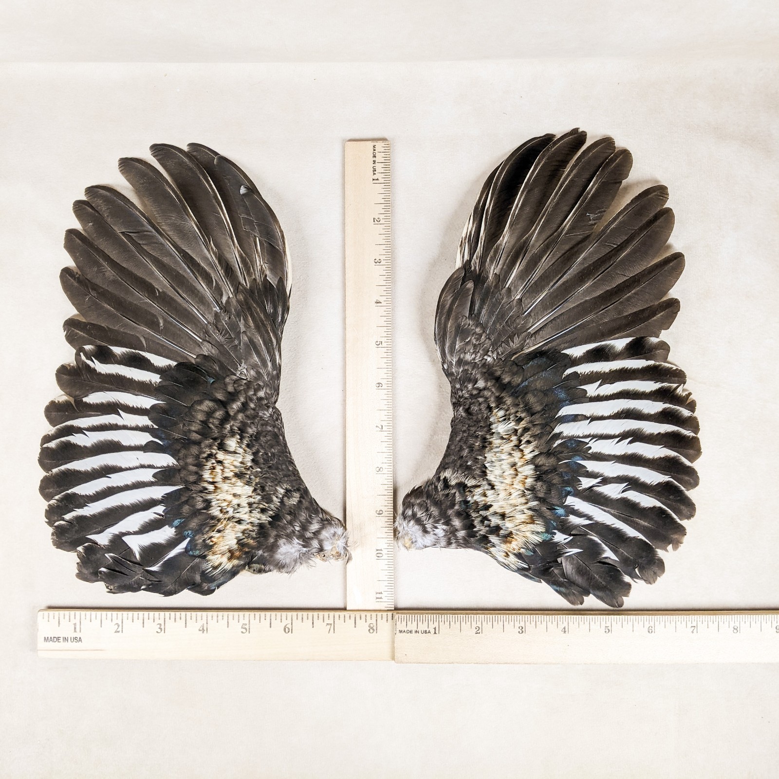 11" Chicken Wings Rooster Taxidermy Oddities curiosities Craft Bird Feather gift