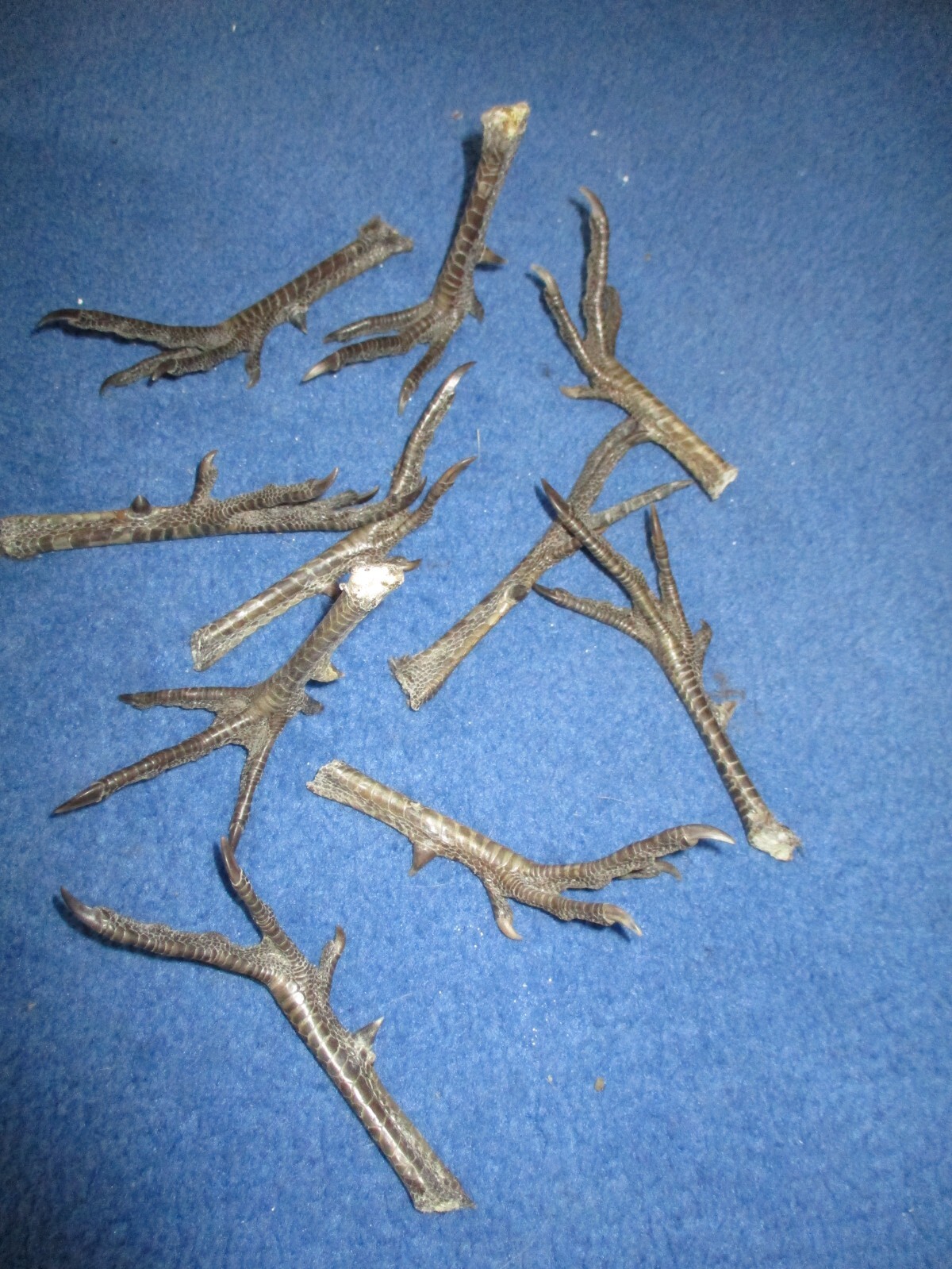 10 Real WILD pheasant FEET most spread animal SPUR art craft mount bird