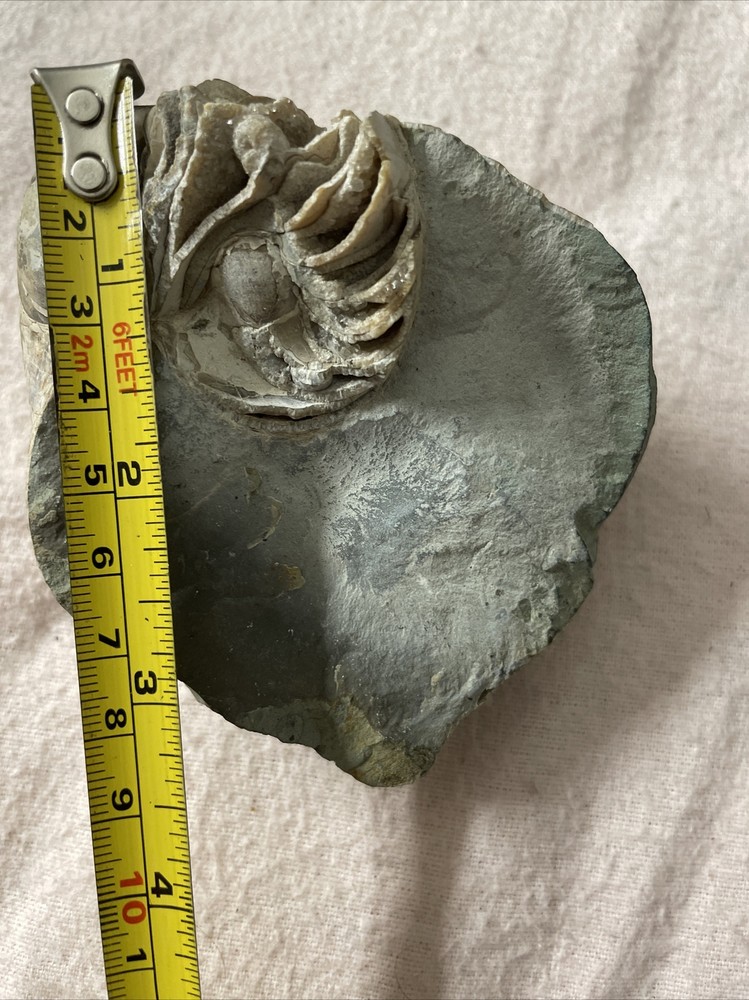 Real Fossil 485 Gr