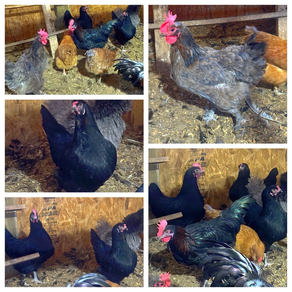 3 Easter Egger/Copper Maran Mix Chicken Hatching Eggs (NPIP Certified)