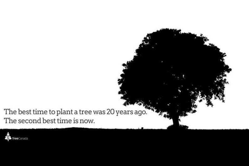 150 Loblolly pine tree containerized seedlings