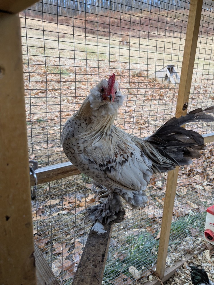 12 Silver Mille D’uccle Hatching Eggs