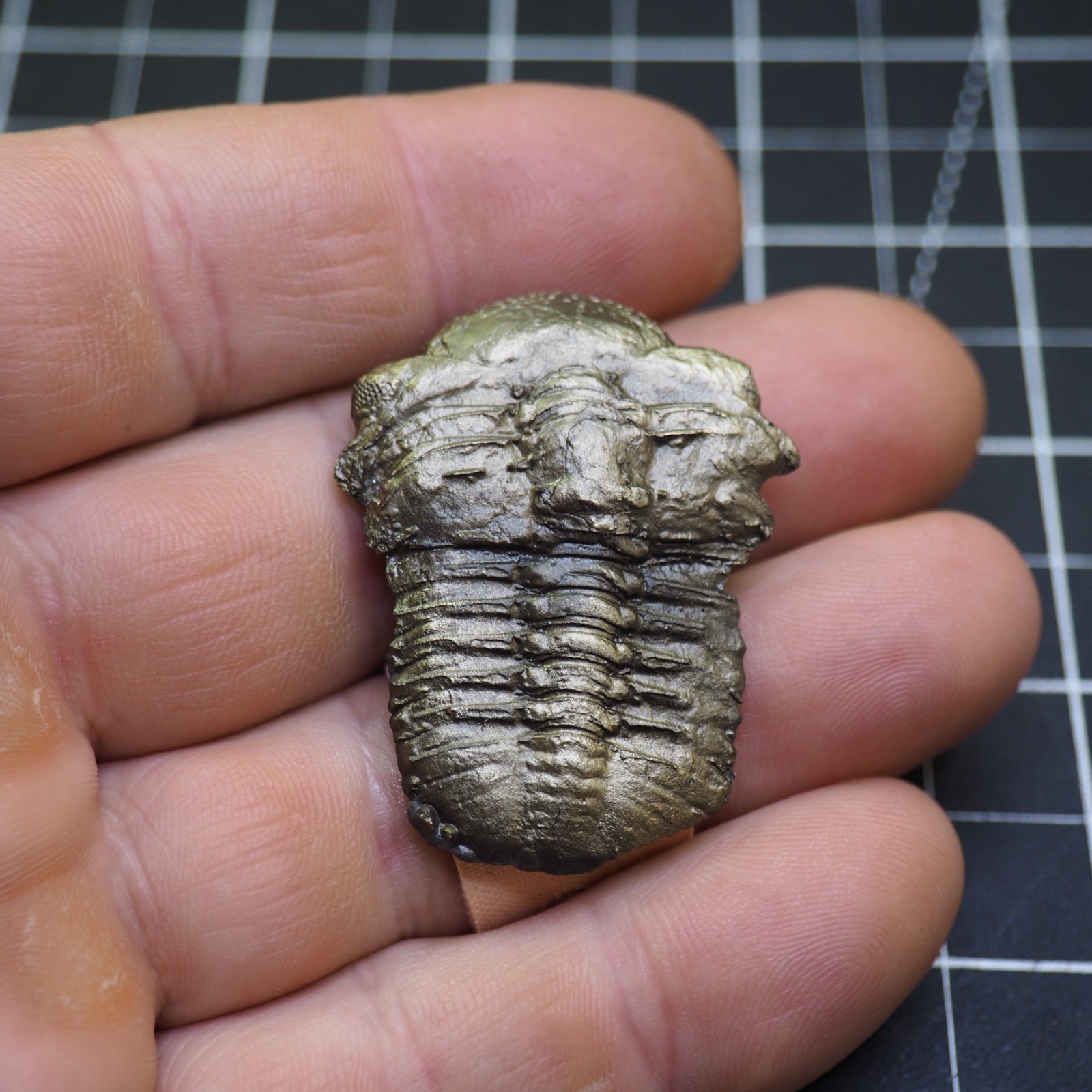 Chotecops ferdinandi Pyrite Trilobite Bundenbach Germany Fossil Devonian