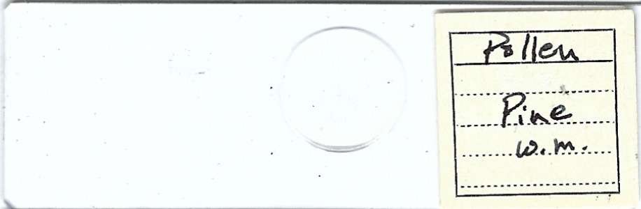 Pine Pollen w.m. Microscope Slide