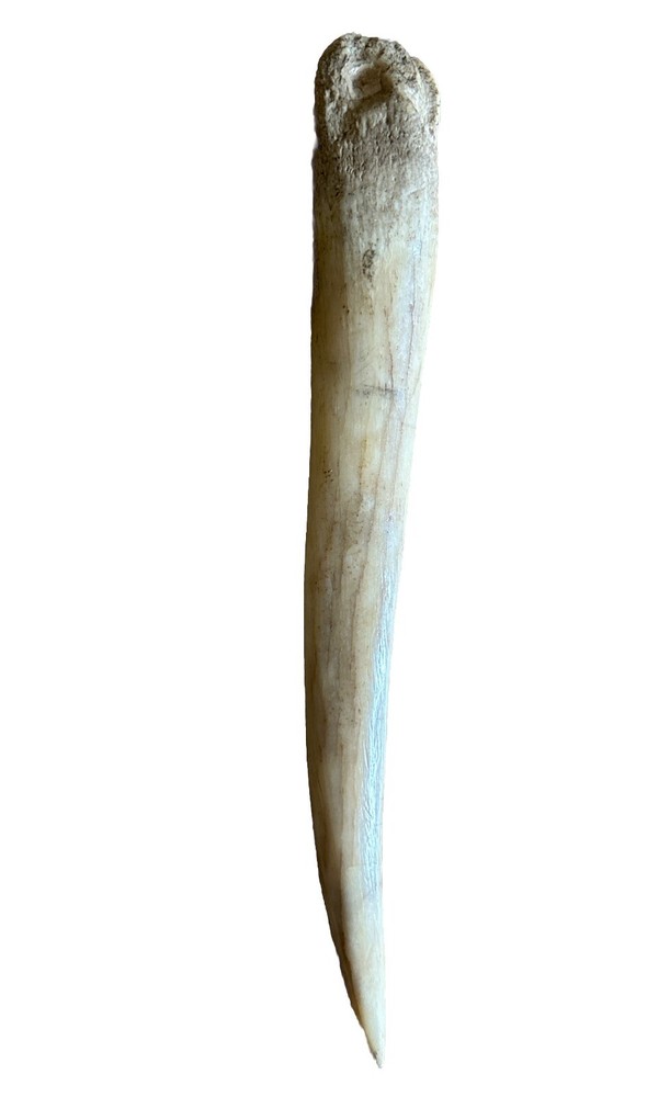 Antique Custom Made Bone Knife From New Guinea