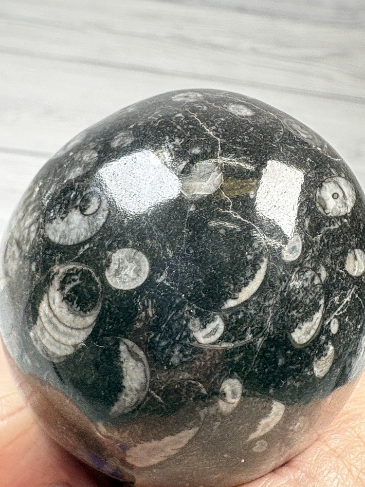 Orthoceras Fossil Stone Egg 8cm Devonian Moroccan Specimen