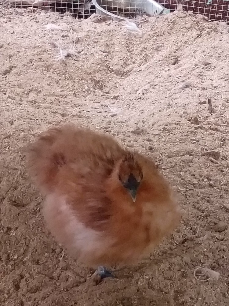12 + Silkie Hatching Eggs NPIP & AI Clean