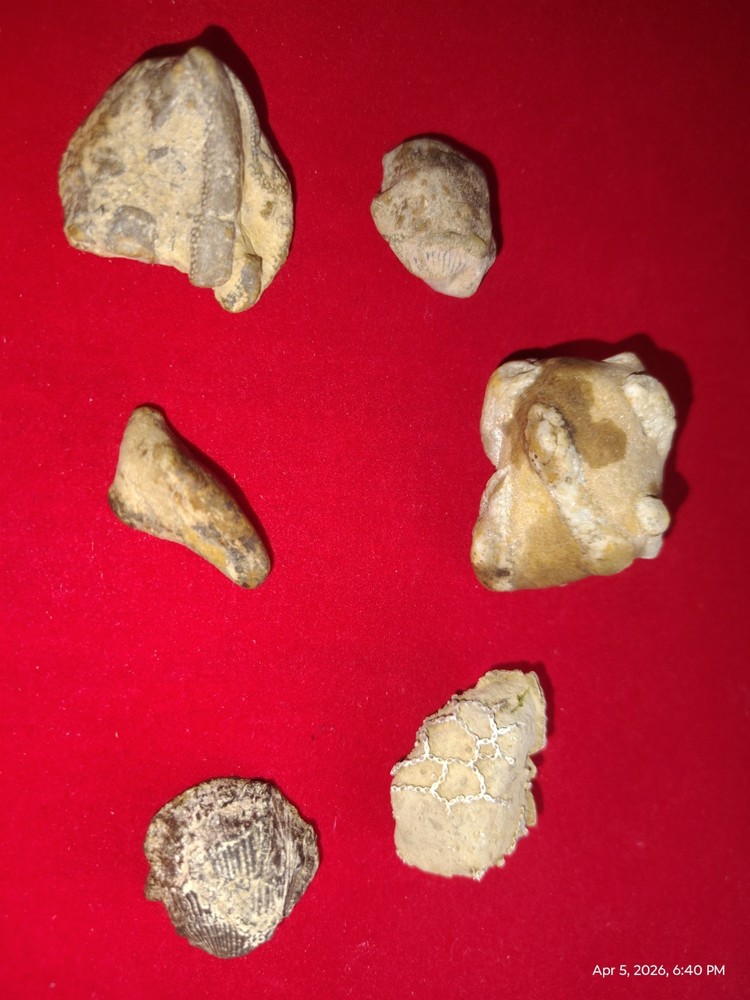 Various Fossils