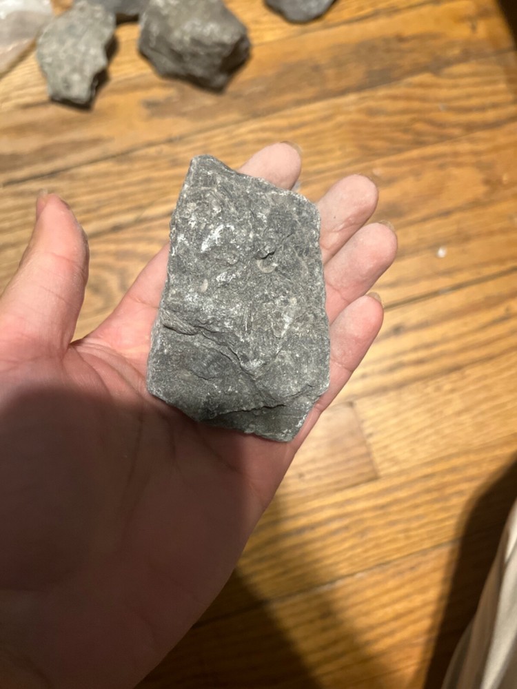 fossil rocks marine creatures