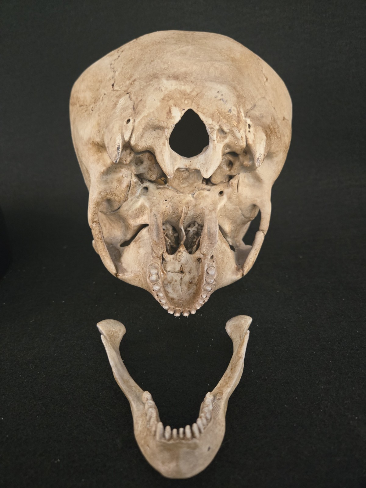 Alien Skull Realistic Full Size