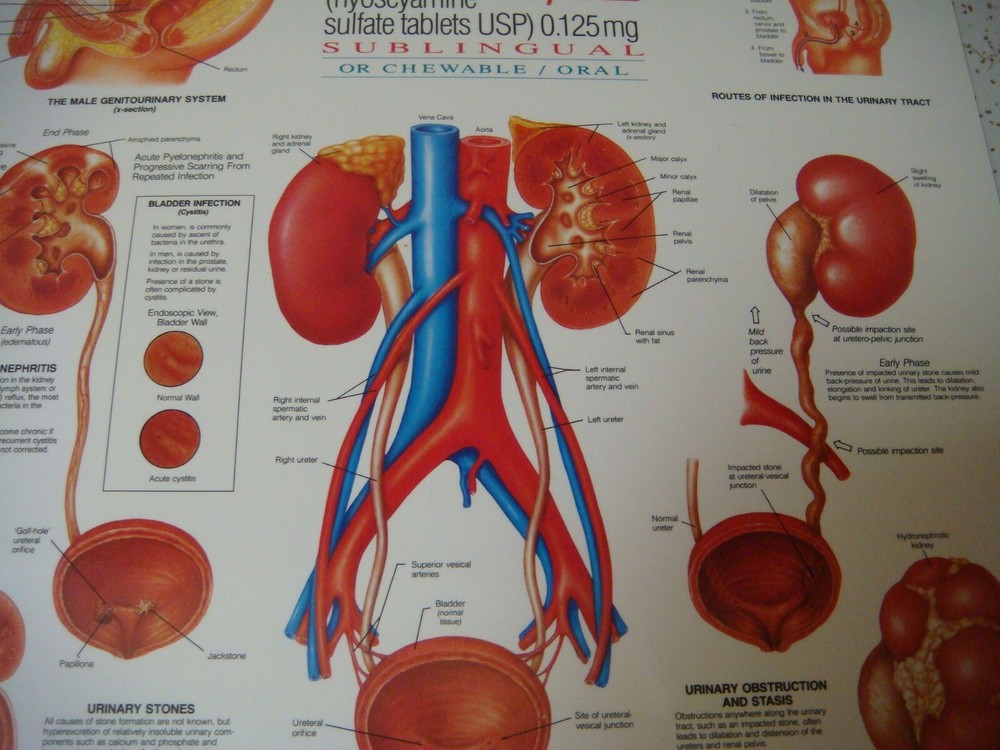 Laminated anatomical charts / posters