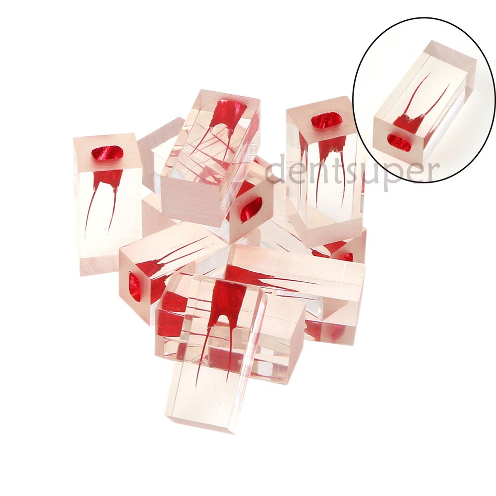 Dental Endo Root Canal Teeth Model Study Practice Block RCT Pulp Cavity