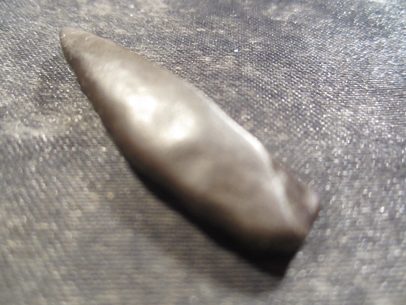 Fossilized Mammal Tooth Venice, Florida