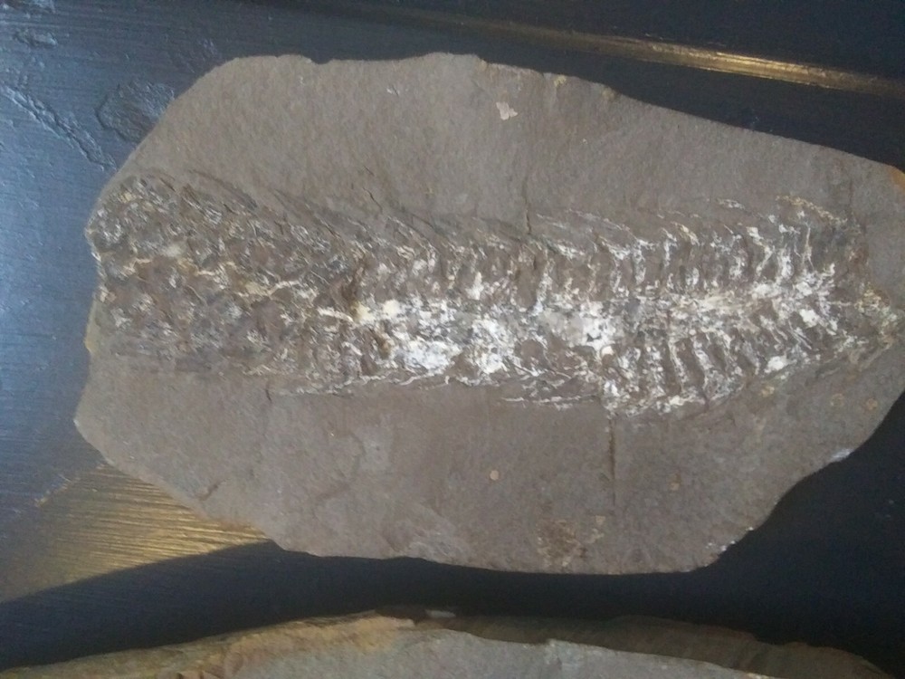 large Fossilized Pine Cone