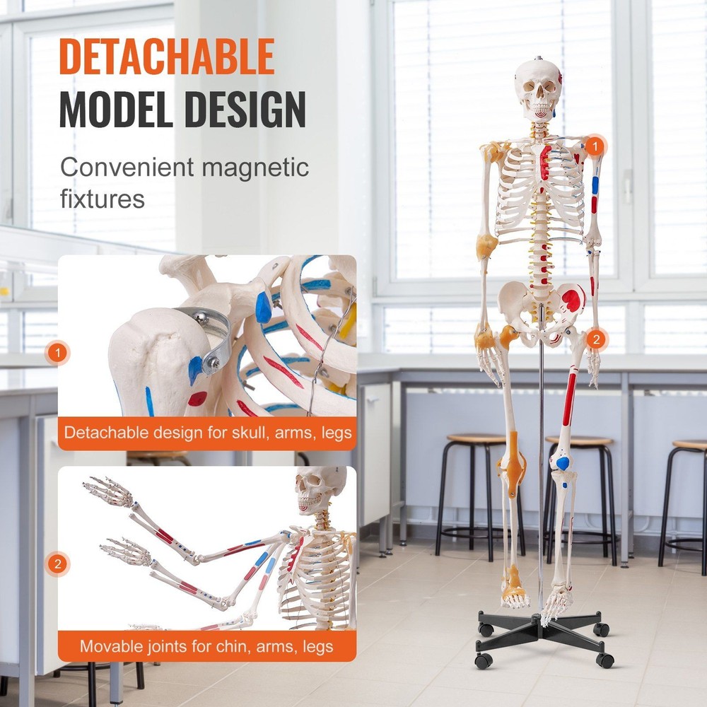 Functional 71.65" Human Skeleton Anatomical Model with Joint Play