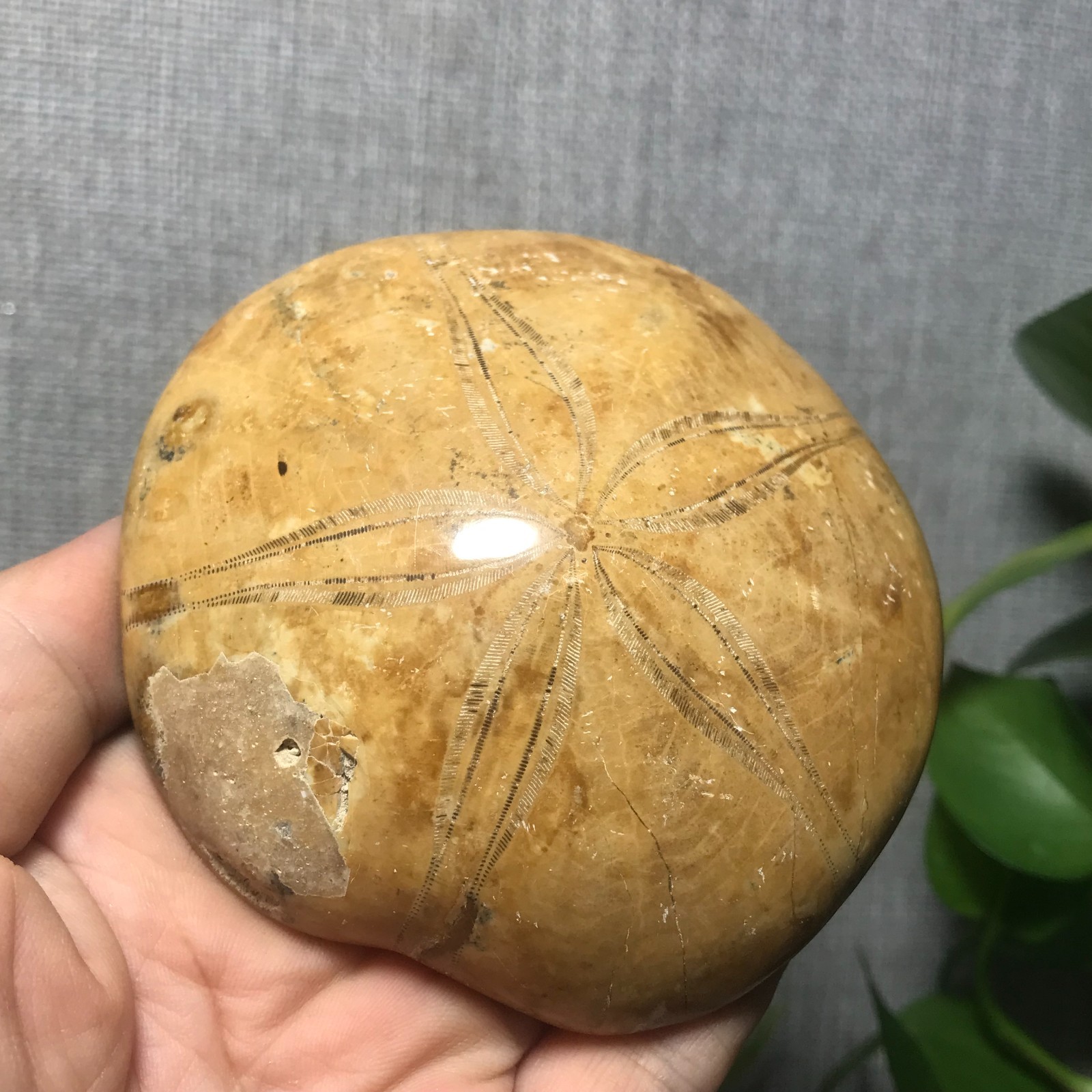 207g Starfish Crystal Specimen 16