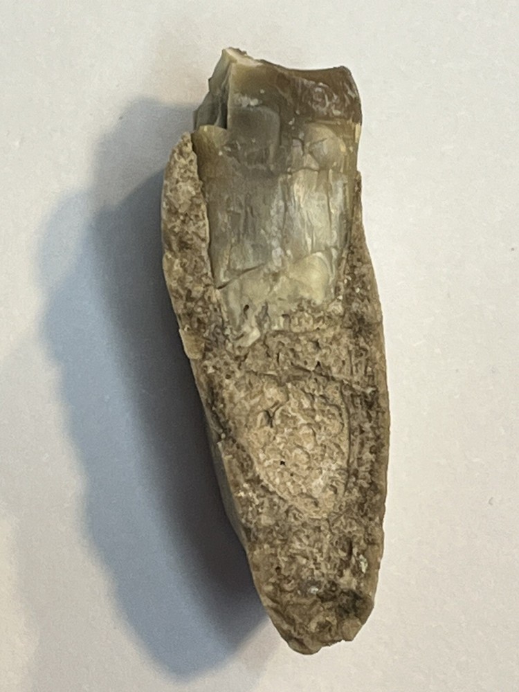 Oriodant Teeth In Jaw Bone #4
