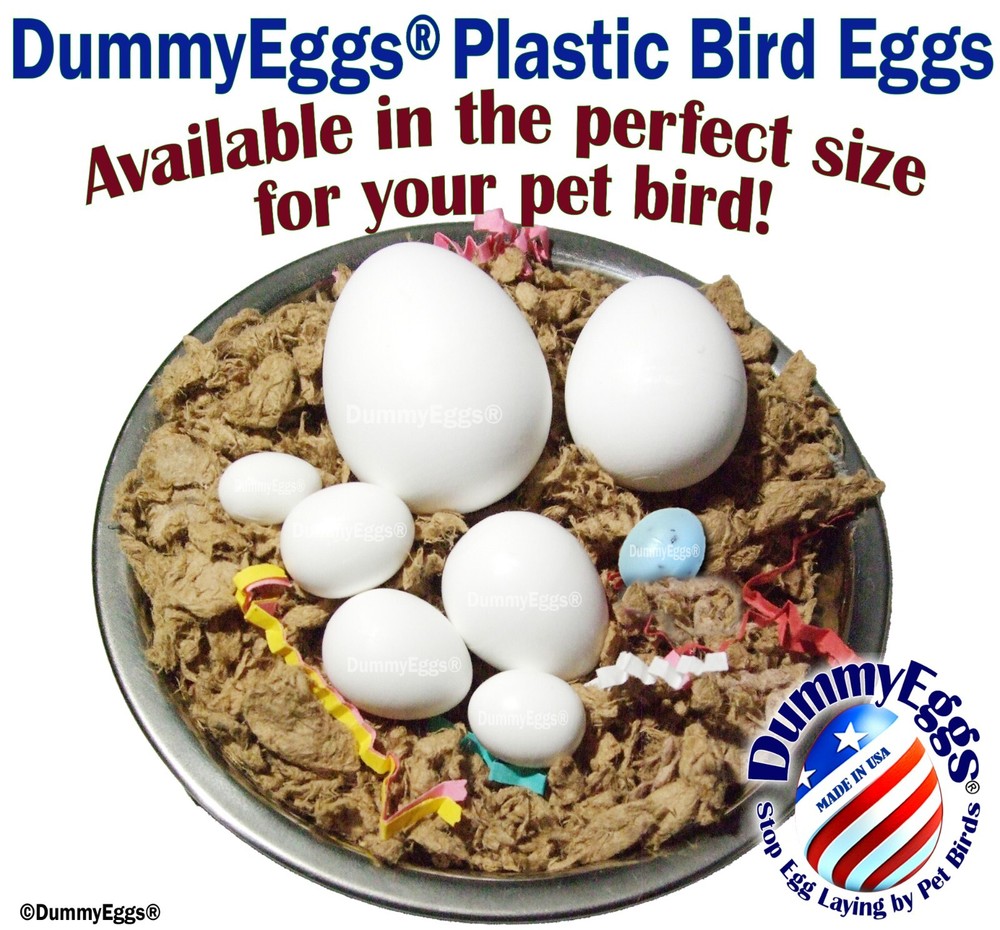 PLASTIC SMALL PARROT EGGS STOP LAYING! Conure, Caique. 4 Solid DummyEggs USA