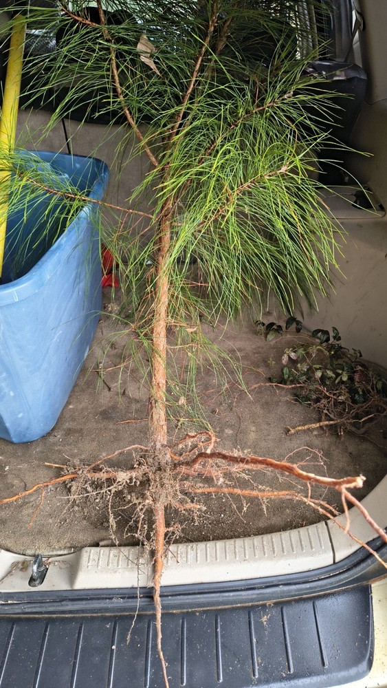 Loblolly Pine Trees ( 4 )3ft Tall Live Rooted Trees Per Order