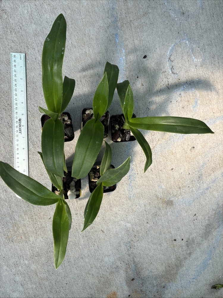 Phragmipedium Kelly Nash