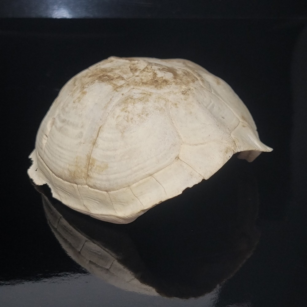 BLEACHED FOSSILIZED REPTILE  BONE Skeleton TURTLE SHELL #1