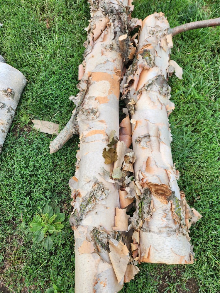 White Birch Log - Live Edge-24×5