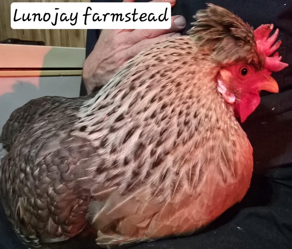 6 + Crest Cream Legbar Hatching Eggs
