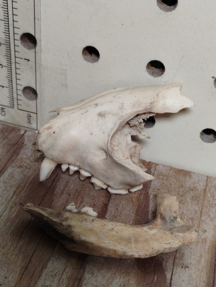 Partial Animal Skull & Jaw Bone Set