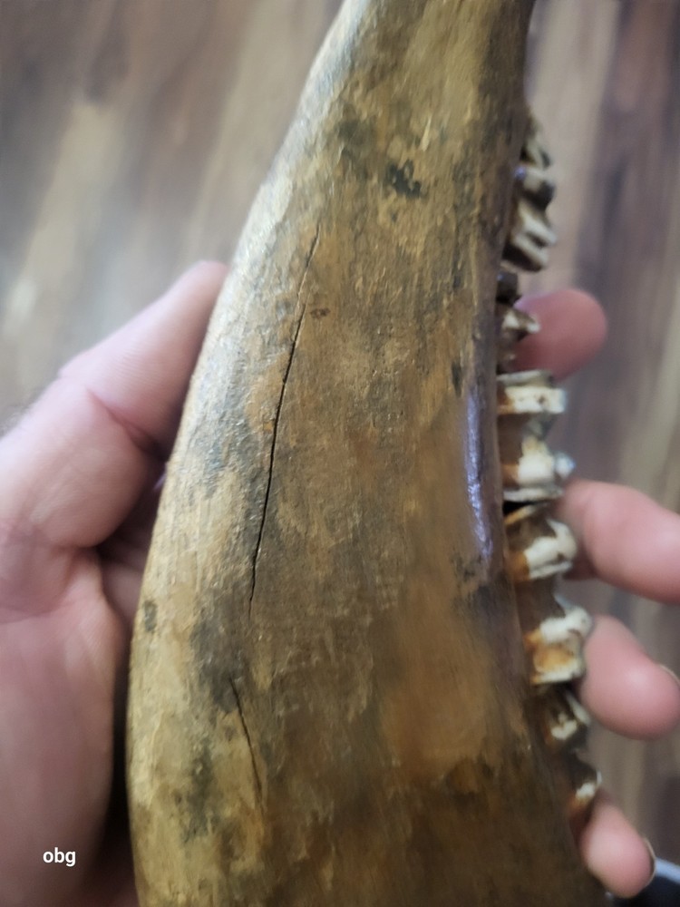 Historic Bison lower jaw bone buffalo