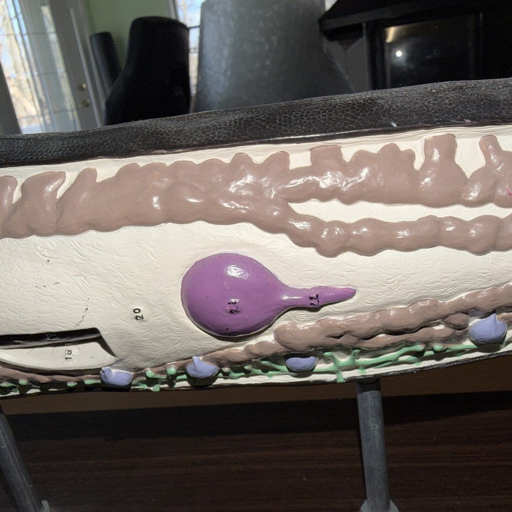 Anatomical Model Planarian Flatworm Bobbitt Laboratories