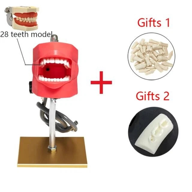 Dental Simulator Manikin Phantom Head Model with Removable Teeth for Training