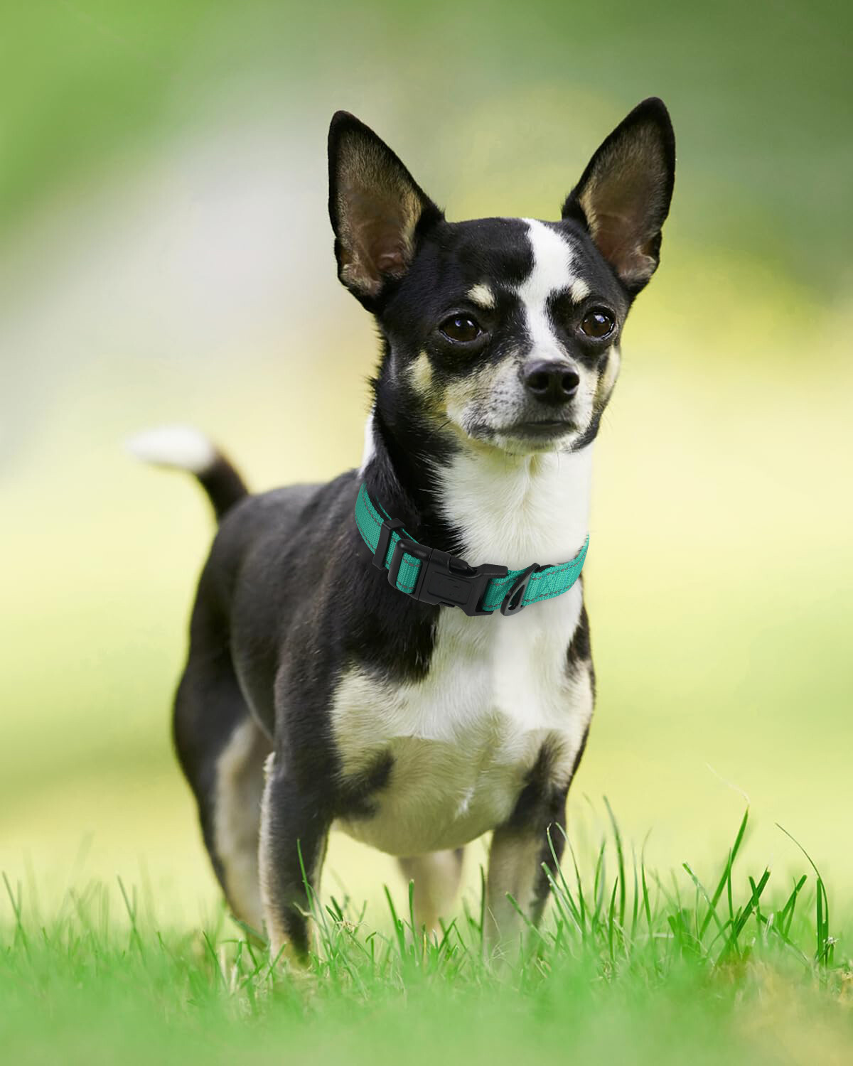 Joytale Reflective Dog Collar, Soft Neoprene Padded Nylon Pet Collar