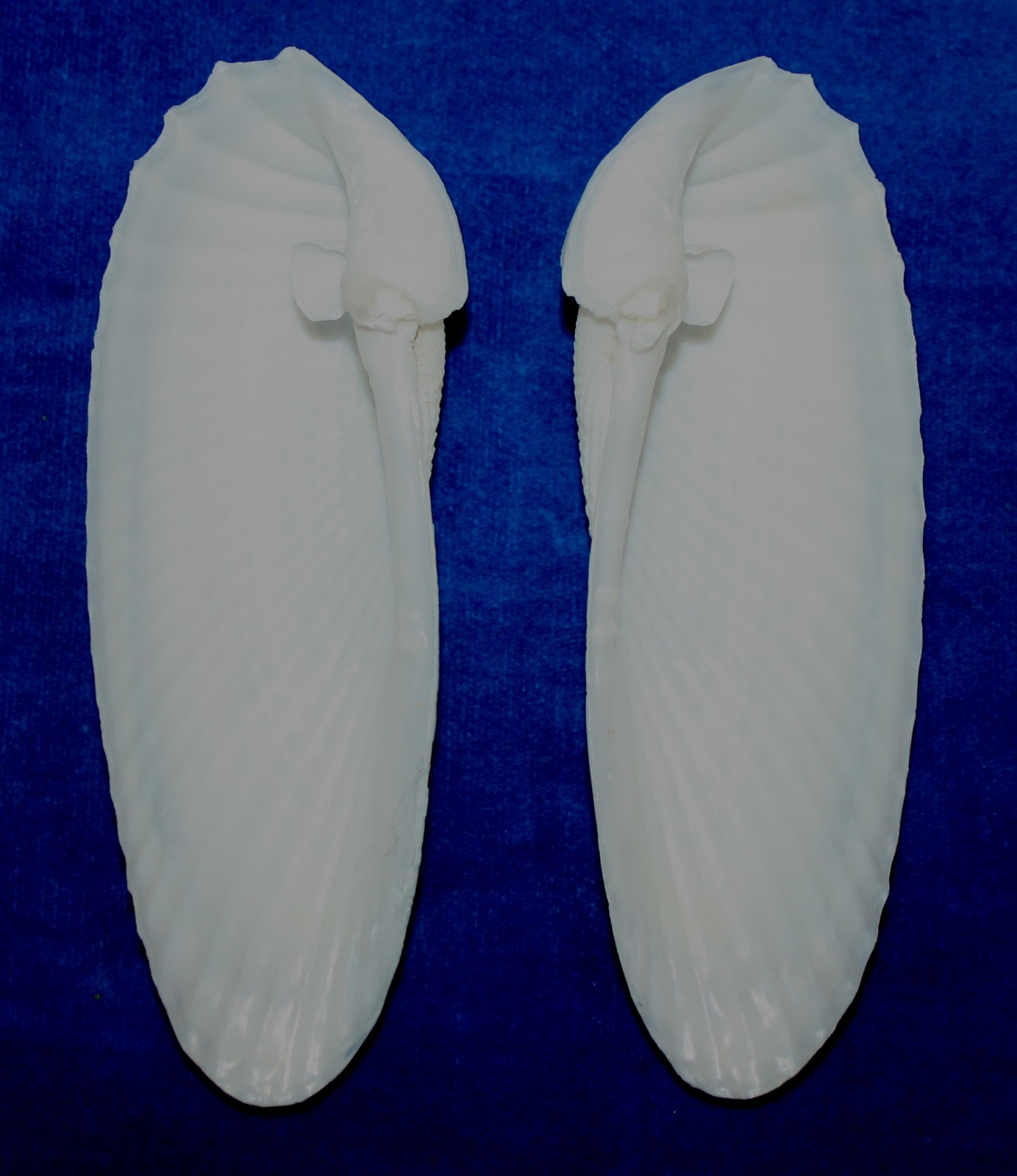 Seashell Angel Wings cyrtopleura costata Florida 120mm F+ #S-15