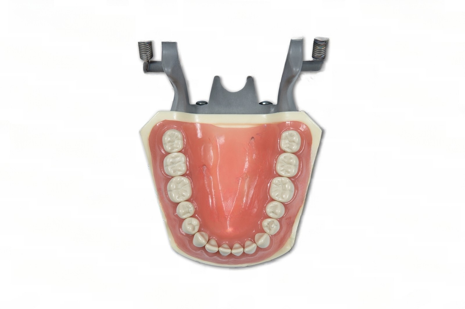 DENTAL TYPODONT MODEL 860 TEACHING MODEL FITS COLUMBIA BRAND REMOVABLE TEETH